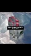 گل‌های رز یخ زده: یک اثر هنری طبیعی