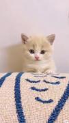 پیشی🐈🐈🐈🐈🐈🐈🐈🐈🐈🐈🐈🐈🐈🐈🐈🐈🐈🐈🐈🐈🐈🐈🐈🐈🐈🐈