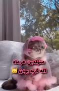 تو کدوم گربه ای ؟🤭😁‌‌‌‌‌‌‌‌‌‌‌