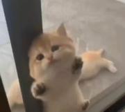 کلیپ عاشقانه برای حامی با گربه بامزه