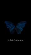 پروانه آبی من................. 💙🦋