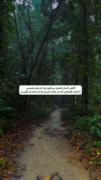 آرامش در دل جنگل: موسیقی و طبیعت