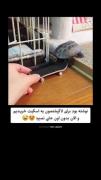 برای لاکپشت اسکیت خریدن 🥹💞 فقط نگاه کن چه کیفی می‌کنه😂👀