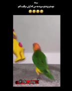 منو طلا عروس هلندی دوستم😂😂😂