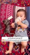 بچه گربه چه ناز و کیوته اوی خودا🎀😍