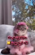 گربه ها گوگولی ترین حیوان روی زمین 😘