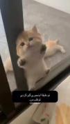 بچه گربه کیوت: چطور اینجوری تو قلبم گیر کردی؟ | گربه بامزه