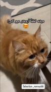 واقعا این حجم از کیوت بودن مجاز هست😍😍