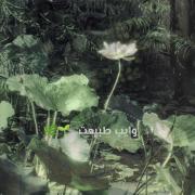 کلاژ آرامش‌بخش: وایب دلنشین گل و طبیعت