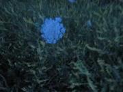 رقص آرامش‌بخش گل وحشی در چمنزار