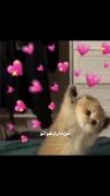 کلیپ غمگین گربه: بهم بگو چته تو؟