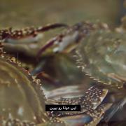 فقط اونجا که مثل بچه ساکت شد 😂