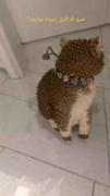 تا حالا گربه ای که موهاش فر باشه رو دیدید؟