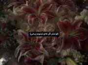 گل لیلیوم: زیبایی در تاریکی