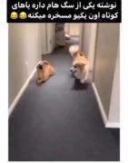 من بعد از اینک قول دادم کسیو دیگ میخره نکنم🤣🤦‍♀️