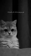 گربه غمگین و دیالوگ احساسی: نه ادب داری، نه شعور داری...