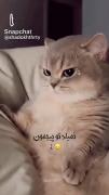 واکنش خنده دار گربه ها وقتی لایک نمیگیرن