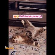 گربه ملوس و خوابیدنش! ویدئوی بامزه