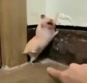 واکنش خنده دار همستر به غافلگیر شدن