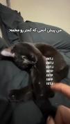 گربه خشن و بامزه با تیپ شخصیتی MBTI