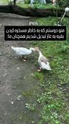 منو دوستم همچنان بعد از تبدیل شدن به غاز: 😂
