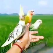 پرنده های وفادار و بسیار زیبا…