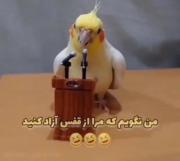 کاکاتیل سخنگو: درخواست بامزه طوطی برای یک همسر در قفس! 🦜