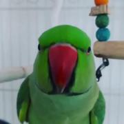 طوطی ملنگوی سخنگو: ببینید چطور کلمه «مامان» را زیبا تکرار می‌کند!