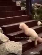 واییییییییییییییییییی گریه ام گرفت سر این ویدیو🥺🥺🥺🥺🥺🥺🥺🥺🥺🥺🥺🥺