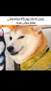 میم طنز سگ شیطون در کلاس درس: وقتی معلم سوتی میده!