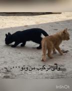 چقدر اینا ناز و خفنن✨🤍🤍🤍🤍❤️