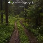 آرامش طبیعت بارانی در مسیر جنگلی