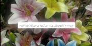 زیبایی گل لیلیوم؛ ادای احترام عاشقانه به پرنسس/پرنس