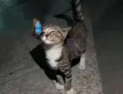 لحظه‌ای جادویی: دوستی گربه و پروانه آبی