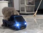 گربه........................🐾🐈‍⬛