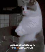 گربه دلتنگ: آرزوی نزدیکی با آهنگی احساسی