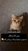 ببین آقا پسر! گربه‌ی کوچولوی ناز با پیام بامزه