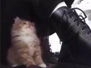 گربه کوچولو: لحظات بازیگوشی یک گربه دوست داشتنی