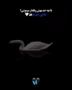 وفاداری در عشق؛ پیام زیبای قو