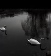 کلیپ عاشقانه قوهای زیبا با آهنگ احساسی