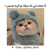 ۵ نشانه بامزه که می‌گوید شما یک گربه هستید!