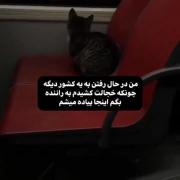 وقتی گربه خجالتی مقصدش را رد می‌کند