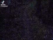 ولی وایبی که جنگل بهت میده>>>>