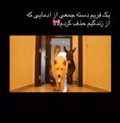 کلیپ طنز: تصویری از آدمای سمی که از زندگی حذف شدن!