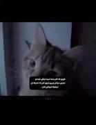 Pov:وقتي خودمو مجبور ميكنم چيزيو قبول كنم كه….:)🫴🏻💔