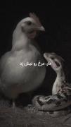 انسان ها هم بعضی هاشون مثل همین مرغ ها هستن😔😔😔