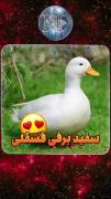 اردک سفید برفی کوتوله کیا میخوان؟ کامنت بزارید. 