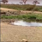 شیر کو؟! شیر گم شد! کسی میبینتش؟!🤣🤣🤣🤣🤣🤔