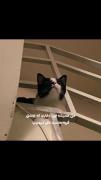 میوووووو🐈‍⬛ . 