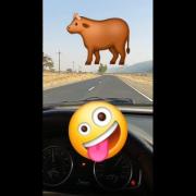 شانس خنده‌دار در جاده: گاو وسط اتوبان!